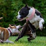 Adjustable Spiked Dog Collar with Mushroom Rivets
