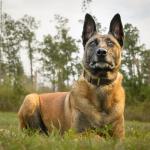 ADITYNA Heavy-Duty Leather Dog Collar - Adjustable