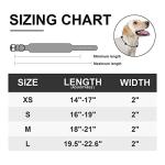 Adjustable Spiked Dog Collar with Mushroom Rivets