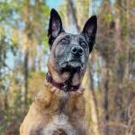 ADITYNA Heavy-Duty Leather Dog Collar - Adjustable