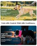 Light-Up Martingale Dog Collar with Adjustable Fit