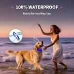 USB Rechargeable LED Dog Collar with Metal Buckle