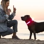 LED Rechargeable Light Up Dog Collar for Night