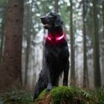 LED Light Up Dog Collars - Rechargeable, Adjustable, Bright