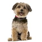 Reflective LED Dog Collar for Night Safety