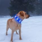 Illumifun Rechargeable Light-Up Dog Collar - Medium Light Blue