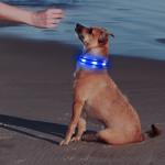 Illumifun Rechargeable Light-Up Dog Collar - Medium Light Blue
