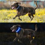 Rechargeable LED Dog Collar for Night Walking