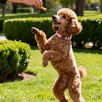 LED Reflective Dog Collar - Light-Up Safety Strap