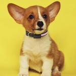 Avaner Reflective LED Light-Up Dog Collar