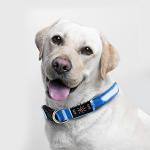 USB Rechargeable LED Reflective Dog Collar - Blue