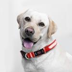Rechargeable LED Dog Collar - Waterproof & Reflective