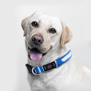 USB Rechargeable LED Reflective Dog Collar (Blue, M)