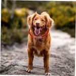 USB Rechargeable LED Dog Collar Light for Safety