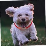 USB Rechargeable LED Dog Collar Light for Safety