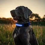 USB Rechargeable LED Reflective Dog Collar (Blue, M)