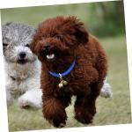 Rechargeable Reflective LED Dog Collar 35cm