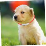 USB Rechargeable LED Dog Collar Light for Safety