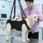 Dog Lift Harness for Senior Dogs, Adjustable Support