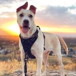 Rabbitgoo No-Pull Dog Harness with 2 Leash Clips