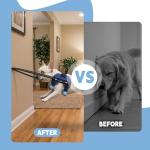 LetPetRun Blind Dog Halo Harness for Safe Movement