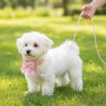Cute Pink Dog Collar and Leash Set with Bowtie