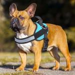 Haapaw Adjustable No Pull Dog Harness - Blue