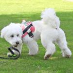 Reflective No-Pull Dog Harness with Handle - Red