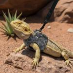 Bearded Dragon Leash and Harness Set - 3 Pack