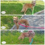 Mycicy 5FT Reflective Bungee Dog Leash