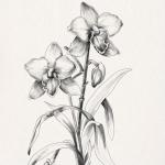 4-Piece Vintage Floral Canvas Wall Art Set