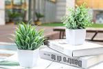 2 Pack Mini Fake Potted Plants for Home Decor