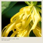 Aveda Botanical Repair Conditioner for Damaged Hair