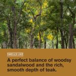 Every Man Jack Sandalwood Beard Wash Duo