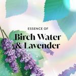 Olay Fresh Radiance Body Wash with Lavender Scent