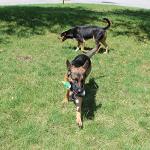 Jalousie 5-Pack Squeaky Plush Dog Toys