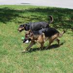 Jalousie 5-Pack Squeaky Plush Dog Toys