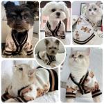 Cute Bear Sweater for Small Dogs & Cats