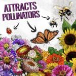 Large Blooms Flower Seeds for Hummingbirds & Butterflies