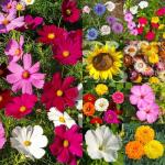 Large Blooms Flower Seeds for Hummingbirds & Butterflies