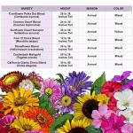Large Blooms Flower Seeds for Hummingbirds & Butterflies
