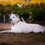 8-Pack 3D Dragonfly Clips for Garden Decor