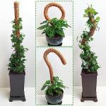 25" Bendable Moss Poles for Climbing Plants