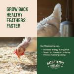 High Protein Dried Mealworms for Poultry and Birds