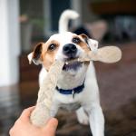 Glaciart One 15-Inch Dog Wool Rope Toy - Durable Chew Toys for Small and Medium Breeds - Natural, Plastic-Free, Non-Allergic - Long-Lasting Play and Activity Ball for Dogs, Indoors and Outdoors