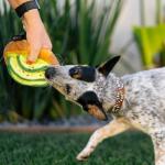 P.L.A.Y. Cute Plush Dog Toys - Brunch Food Themed Durable Squeaker Chew Toy, Great for Puppies & Small, Medium, Large Dogs - Machine Washable, Recycled Materials (Avo-Doggo Avocado Toast, Medium)