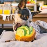 P.L.A.Y. Cute Plush Dog Toys - Brunch Food Themed Durable Squeaker Chew Toy, Great for Puppies & Small, Medium, Large Dogs - Machine Washable, Recycled Materials (Avo-Doggo Avocado Toast, Medium)