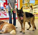 Reflective Heavy Duty Dog Leash - 6ft Green