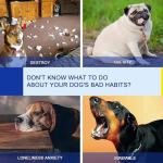 PAWISE Dog Agility Training Set with Hurdles