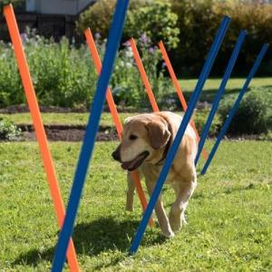 PAWISE Dog Agility Training Set with Weave Poles